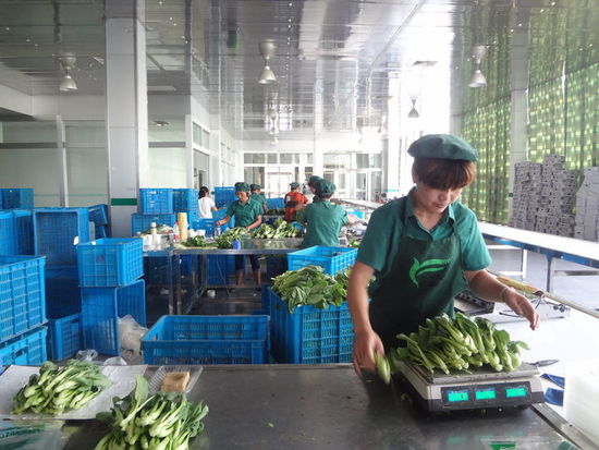 浙半年·新表情 | 一位浙商的“田园归心” 从都市霓虹到蔬菜满园的创业转型路